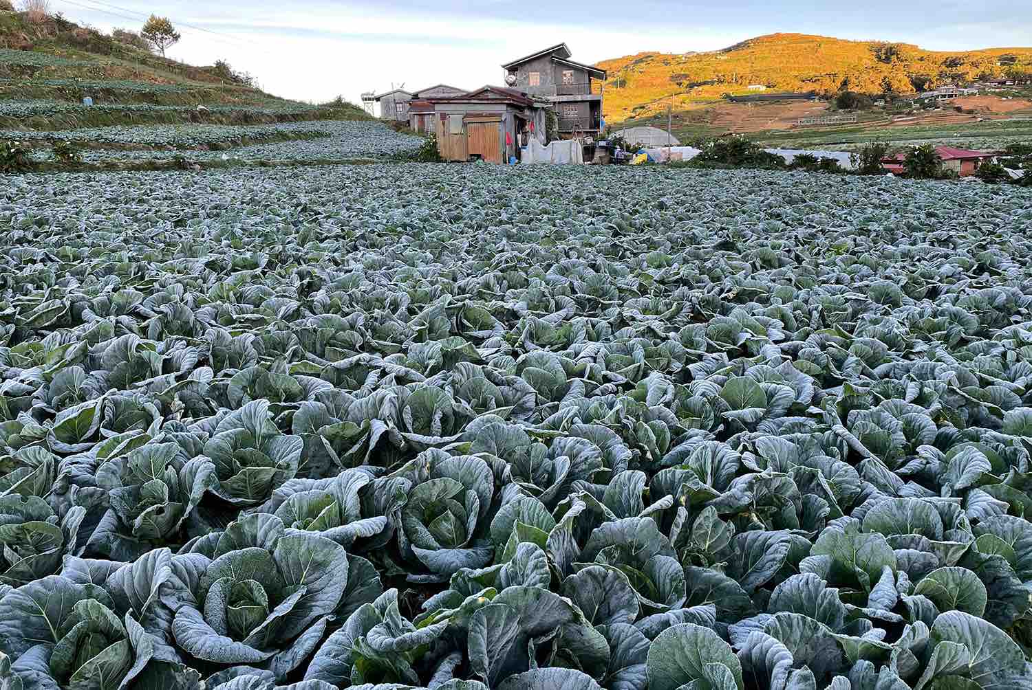LOOK Frost hits cabbage patch in Atok, Benguet as temperature drops to